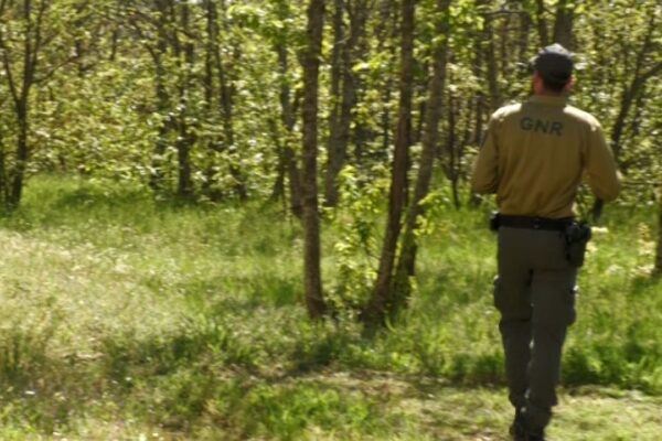 📽️REPORTAGEM | GNR sinaliza 7 mil terrenos a serem limpos para prevenir incêndios florestais
