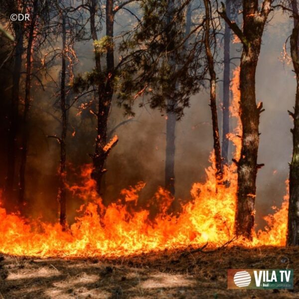 Homem de 58 anos é detido suspeito de ter ateado fogo em área florestal do Peso da Régua