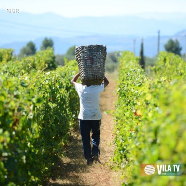 📽️Repórter Vila TV | Casa do Douro pede inconstitucionalidade de lei para proteger pequenos e médios viticultores