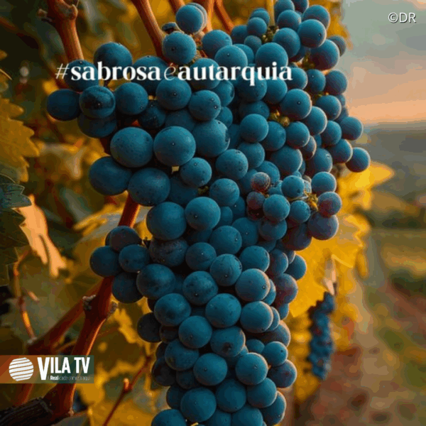 Sabrosa aprova Regulamento de Incentivo aos viticultores do concelho