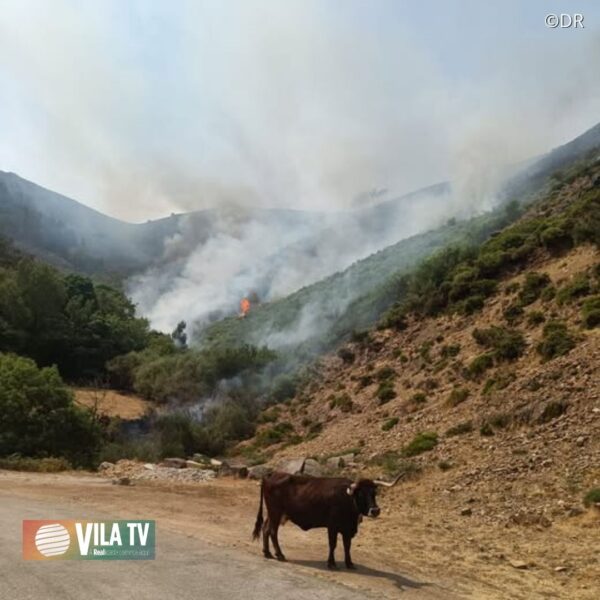 Mondim de Basto disponibiliza ajuda para avaliar prejuízos causados pelos incêndios
