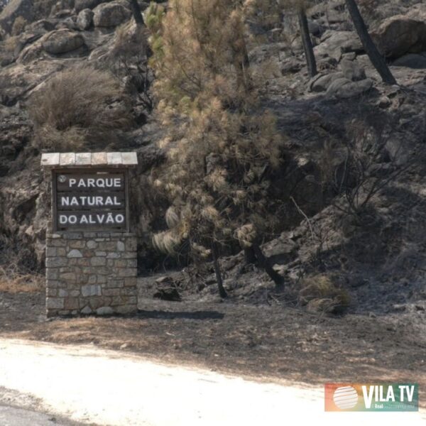 📽️Repórter Vila TV | Voluntários unem-se para reflorestar as Serras do Alvão e do Marão