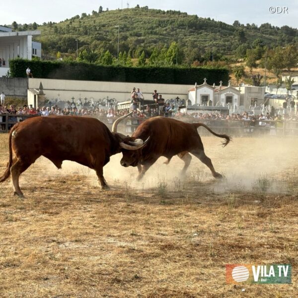 Chegas de Bois atraem aficionados em Boticas e mantém viva a tradição ancestral