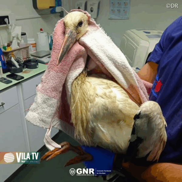 GNR resgata cegonha-branca da via pública