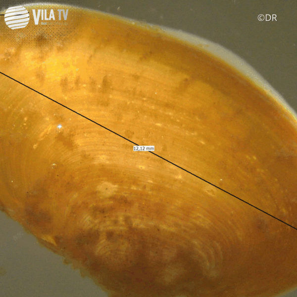 20 mil juvenis de mexilhões-de-rio libertados no Rio Beça em Boticas