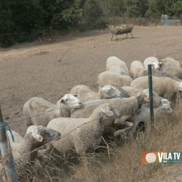 Ministro da Economia e Coesão Territorial afirma que prejuízos dos incêndios estão a ser “apurados com celeridade”