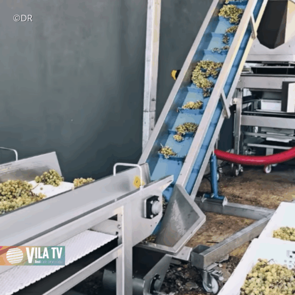 Centro de Vinificação do Vale do Douro propõe-se a ajudar médios e pequenos produtores