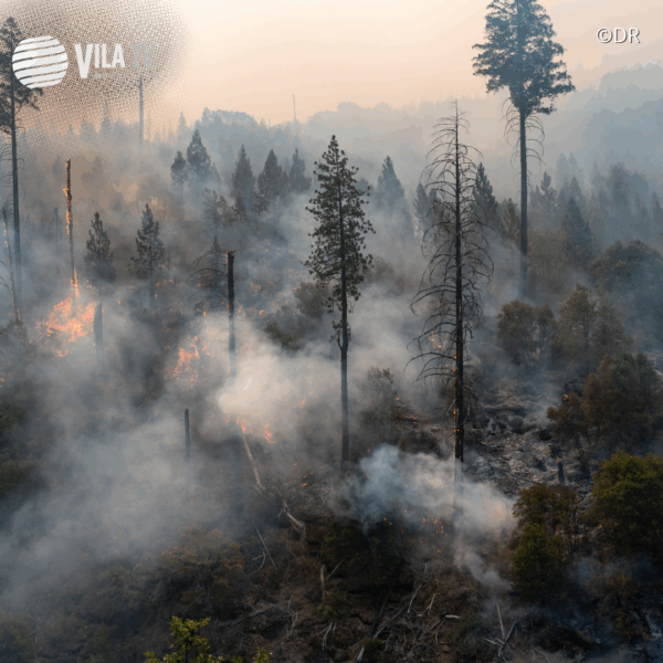 Homem detido por suspeita de atear incêndio em Murça