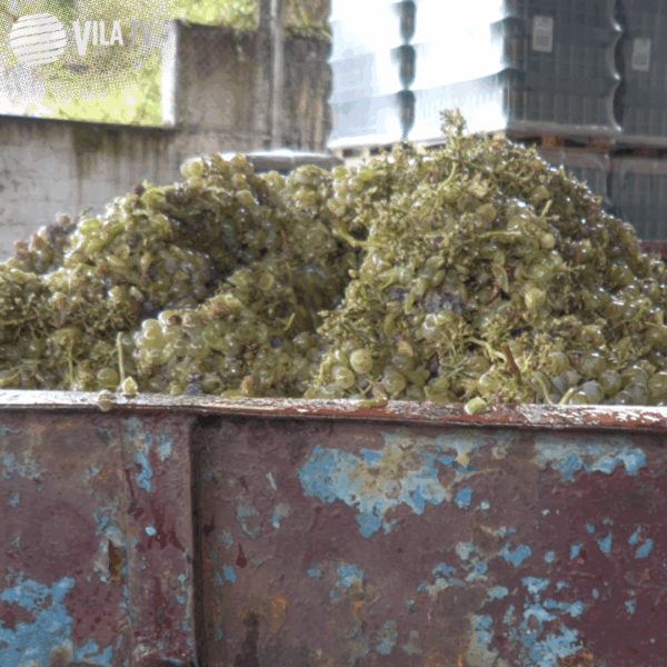 🧬ADN Empreendedor | Caves de Santa Marta abrem época de vindimas