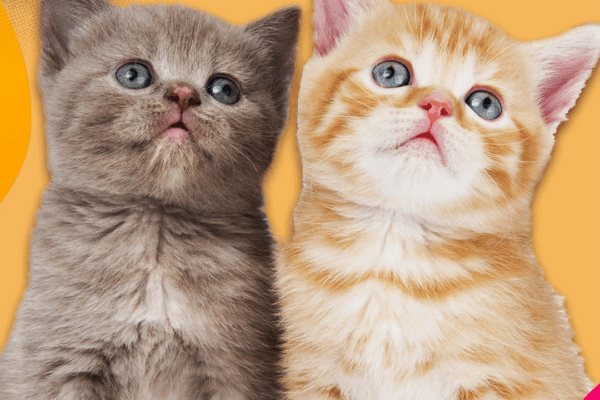 Município de Vila Real apoia munícipes na esterilização de animais de companhia