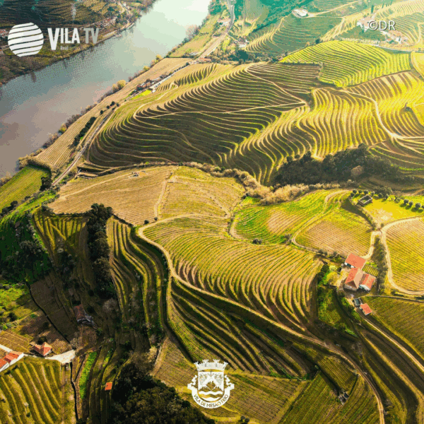 Candidaturas abertas para pequenos investimentos na exploração agrícola em Mesão Frio
