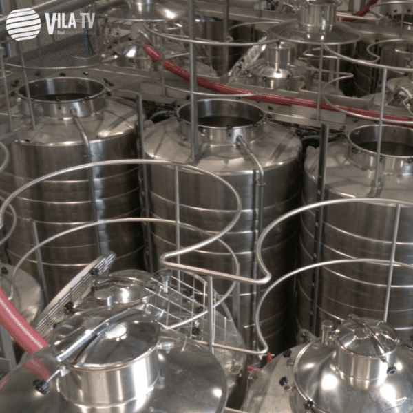 🍇ADN Empreendedor| CEV Douro produziu 100 mil litros de vinho proveniente da colheita deste ano