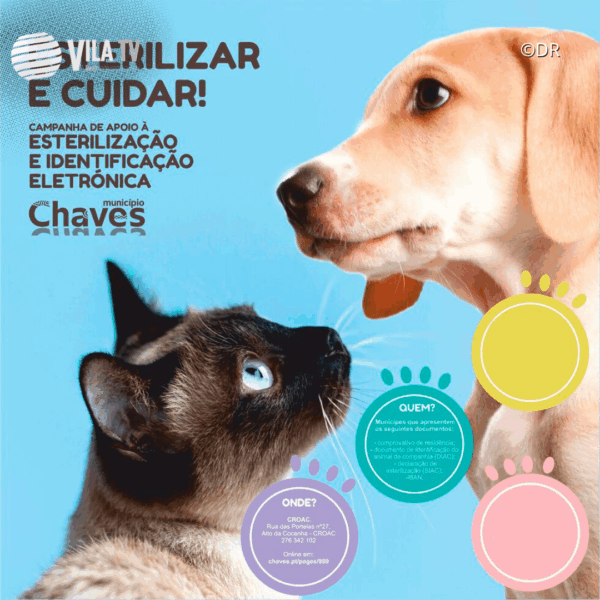Chaves comparticipa esterilização e identificação eletrónica de animais de companhia
