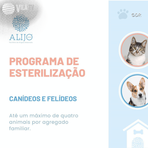Município de Alijó abre candidaturas de apoio à esterilização de animais de companhia