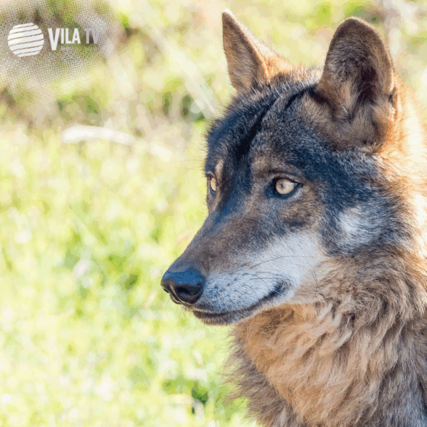 Montalegre apreensivo com futuro do ICNF: possível fim do instituto gera incerteza e preocupação na região