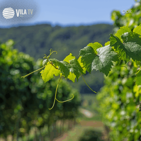IFAP paga 43,4 milhões em apoios: 8,8 milhões destinados à reestruturação de vinhas, setor central em Vila Real