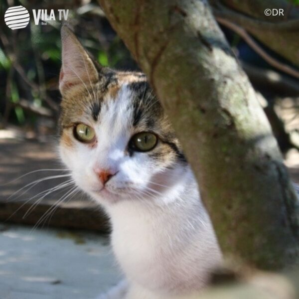 Vila Real mantém controlo da reprodução descontrolada de gatos errantes