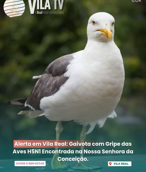 Caso de Gripe Aviária Detetado em Gaivota em Vila Real